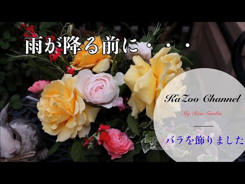 【バラ】切り詰めても綺麗に活用#バラ＃ばら＃薔薇