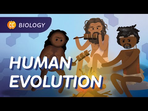 Human Evolution: We Didn't Evolve From Chimps: Crash Course Biology #19