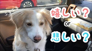 車が苦手な犬は目的地に着くとこうなります…