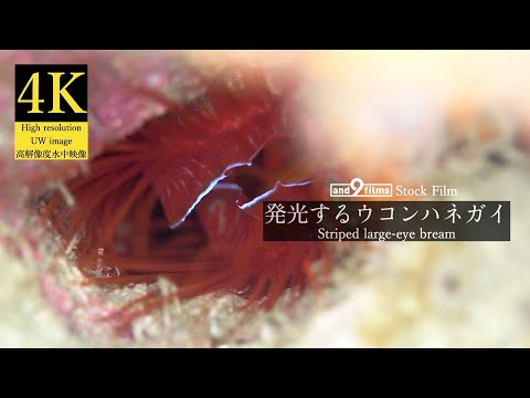 【4K 水中映像】発光するウコンハネガイ / Electric Flame Scallop / Ctenoides ales