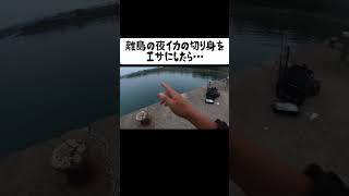 イカの切り身をエサにしたら巨大な… #離島#fishing#ランカー