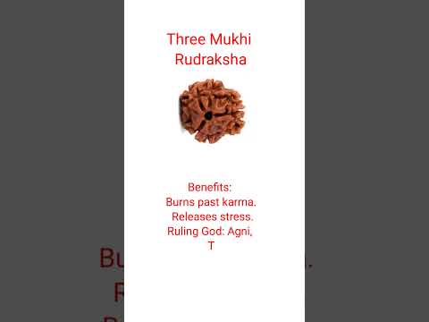 Three Mukhi Rudraksha #shorts #ytshorts #rudraksha