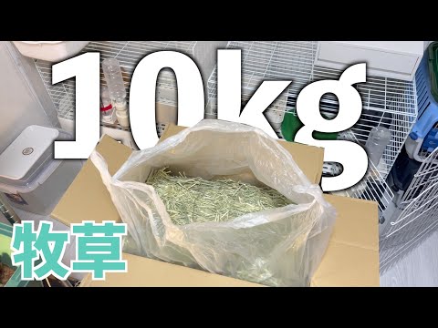 うさぎ２羽が牧草１０キロ食べきるのに何ヶ月かかるのか検証してみた【ネザーランドドワーフのコッペ】