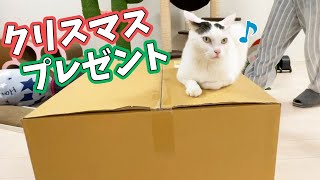 猫たちへのでっかいクリスマスプレゼント開封します！