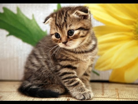 Animal Planet  : Cats 101 ~ Scottish Fold