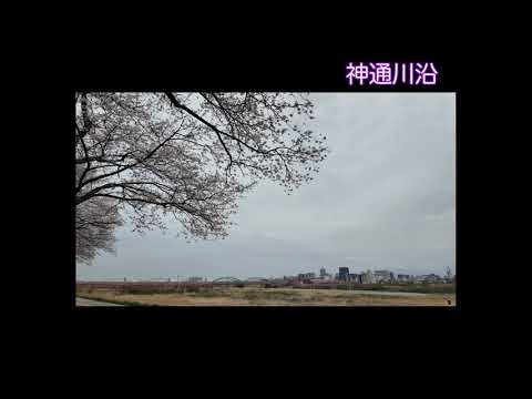 2024　04　富山の桜　水墨美術館　護国神社　周辺