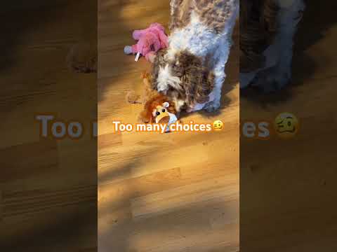 Watch 🐶 reacts to 3 new toys 🦁 🐸 🐑 🤣😂😆