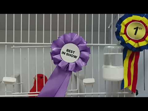 Champion birds at the national exhibition of Romania