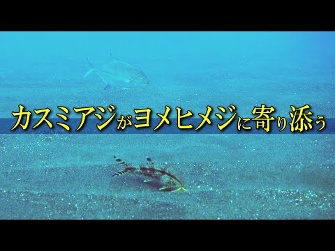 【 カスミアジとヨメヒメジ 】片思いなライディング？Caranx melampygus＆Upeneus tragula