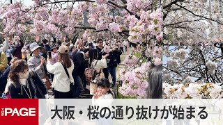 大阪・造幣局「桜の通り抜け」始まる　本格的な開花はこれから