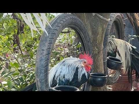 giải trí tổng hợp thiên nhiên cuộc sống  đang phát trực tiếp!#chicken #gà cảnh đẹp #youtubeshorts