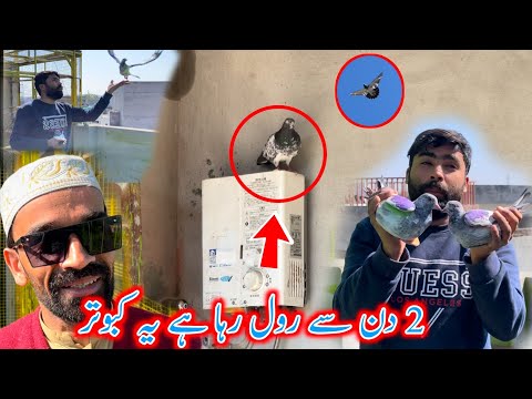 New Baby Pigeon Bahri Nikal Diya