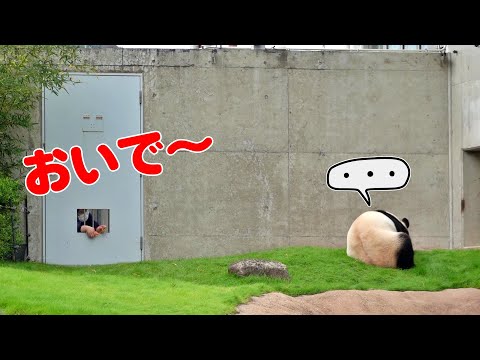 🐼飼育員さんの魔法の声⁉ 結浜が見せた魅惑のダンシング😂