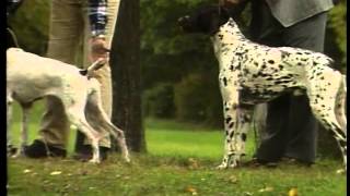 German Shorthaired Pointer - AKC Dog Breed Series