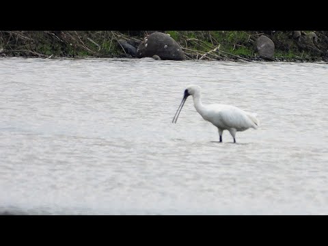 東港鎮的黑面琵鷺Platalea minor  （2024 10 24）