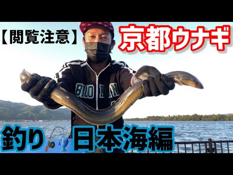 【釣り】京都ウナギ釣り「閲覧注意」日本海編　ウナギを握った後とんでもないことに‼️