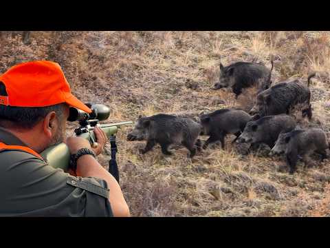 ENDLESS ACTION: INCREDIBLE MASSIVE BOAR SHOTS, EPIC DRONE HUNTING SCENES!