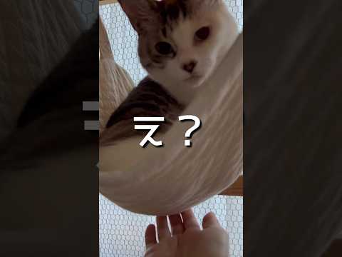 失礼しました〜 #ねこ動画 #cat #ねこ #ハンモック #保護猫 #おもしろい動物 #ことねこくらし