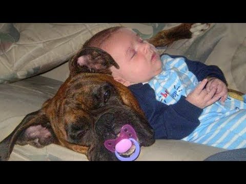 Babies Sleeping With Dogs Compilation