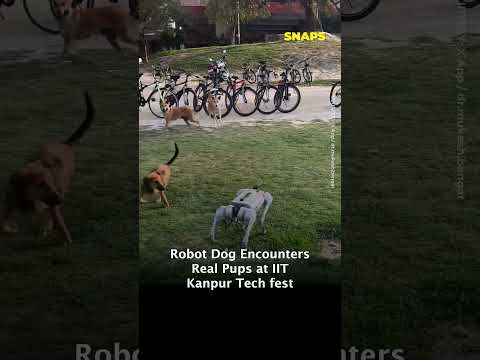 Robot Dog Encounters Real Pups at IIT Kanpur Tech fest