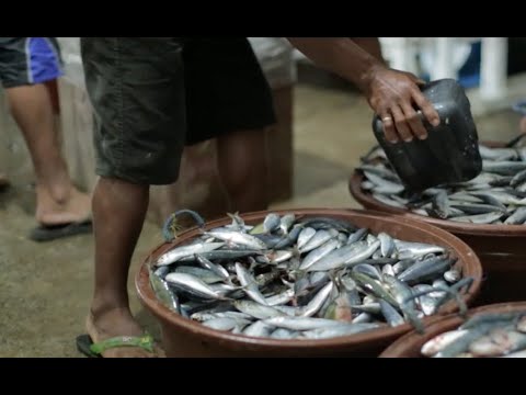 Sardines from the Sea: A Short Documentary