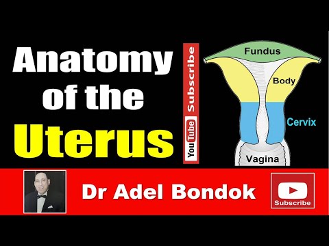 Anatomy of the Uterus, Dr Adel Bondok Making Anatomy Easy