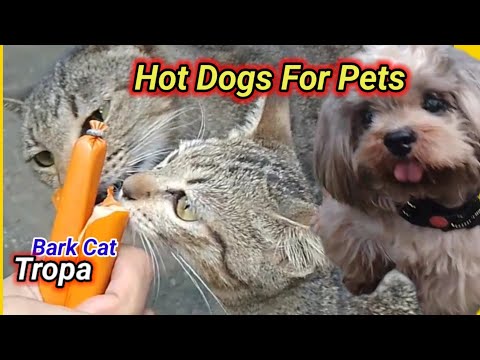 my cats and dog like to eat hotdog for pets