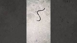 🐍small  snake 🐍🐍 #smallsnake smallsna #foryou #trending #foryou #youtube