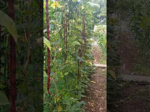 Wall of Asian long bean