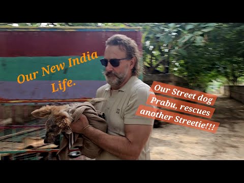 Our New India  Life. Our Street dog Prabu, rescues another Streetie. Will she survive!