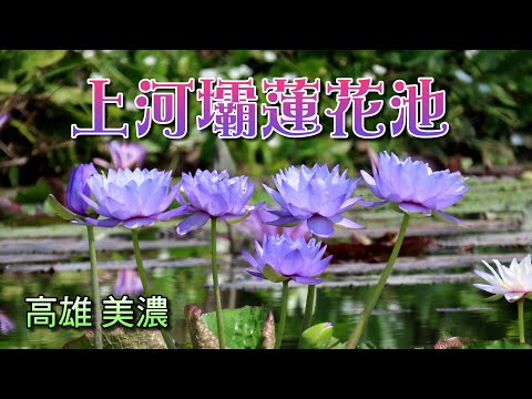 美濃上河壩蓮花池柳蓮忘返咖啡