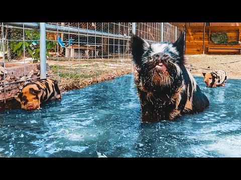 Let's hope these PIGLETS know how to swim!