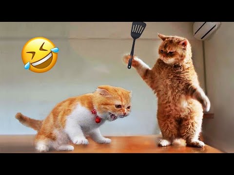 New Funny Animals 🤣 Funniest Cats and Dogs Videos 😻🐶 Part 2