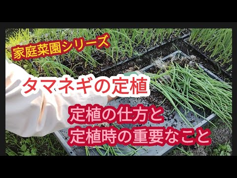 【タマネギの定植】定植の仕方と定植後の重要なこと【家庭菜園シリーズ】