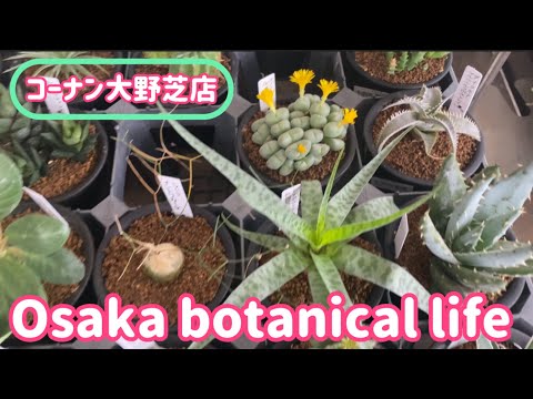 🍃Osaka botanical life🍃コーナン大野芝店に行ってきました🌟