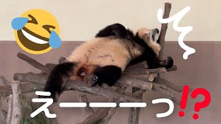 【寝相サスペンスw】無防備すぎて事件現場😂自由すぎるパンダ姉妹 結浜＆楓浜🐼