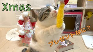 猫にクリスマスプレゼントをあげたら大興奮