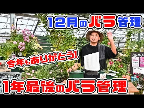 【12月のバラ管理】今年もありがとう🌹1年最後のバラ管理についてお話しします【高木大輔さん】