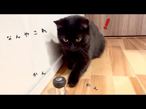 飼い主の動きを真似してドアストッパーで遊ぶ黒猫