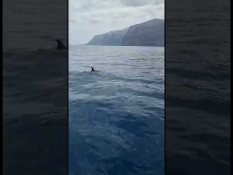 Dolphins 🐬 in Los Gigantes | Tenerife 🏝️🇮🇨🇪🇸 #canaryislands #dolphins