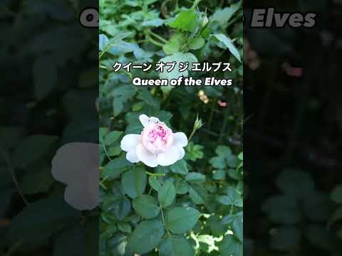 淡いピンクから白への変化が美しいクイーン オブ ジ エルブスQueen of the Elvesピンクの秋花が咲いた。2024年12月3日⠀ロサオリエンティスRosa Orientisのシュラブローズ