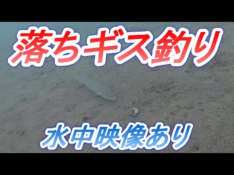 能登の落ちギス狙い,水中での出来事も確認！