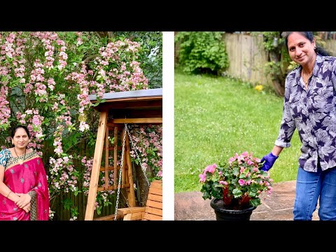 Shopping at Sainsburys|Flowers in the garden|Telugu Vlogs|Surekha Telugu Vlogs from London