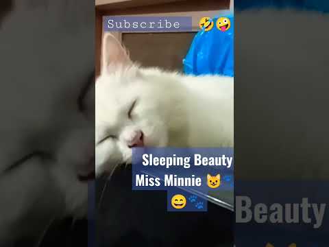 Minnie sleeping on a Fridge 😅😍#viral #shorts #youtubeshorts #reels #cat #cute #cutebaby #funnyvideo