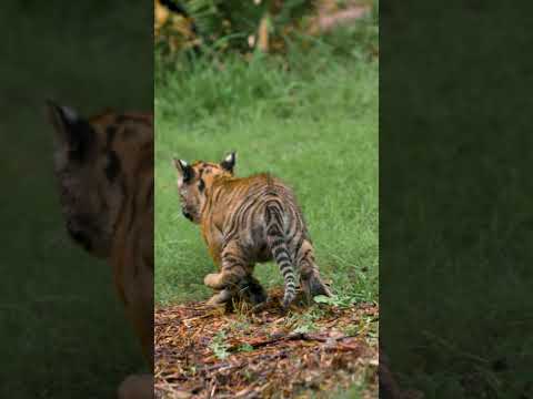 Teeny tiger, maximum mischief 🐅