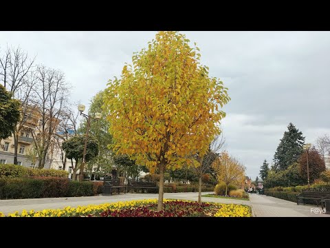 Послушайте стихи Ирины Самариной-Лабиринт про осень и дождь.