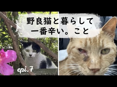 野良猫と暮らして一番辛い。こと【ねこによる。ｃｈ】　#猫飼い初心者 ＃保護猫 ＃野良猫