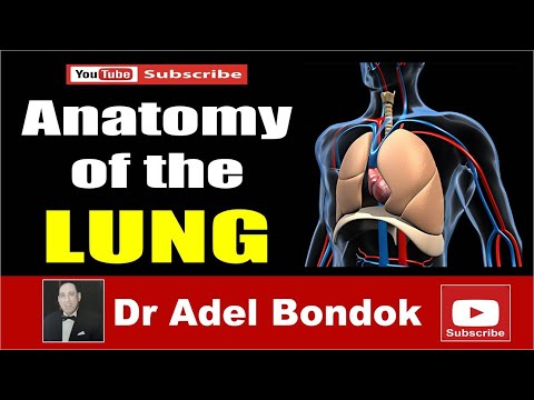 Anatomy of the Lung, Dr Adel Bondok