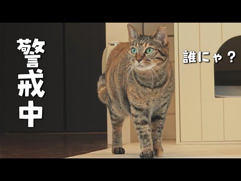 突然の来客に驚いたりんちゃんがこうなってしまいました　887話