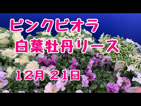 白 #葉牡丹 と #ビオラ  の　#リース お母様の誕生日プレゼント　#プランツギャザリング　 2022年12月21日